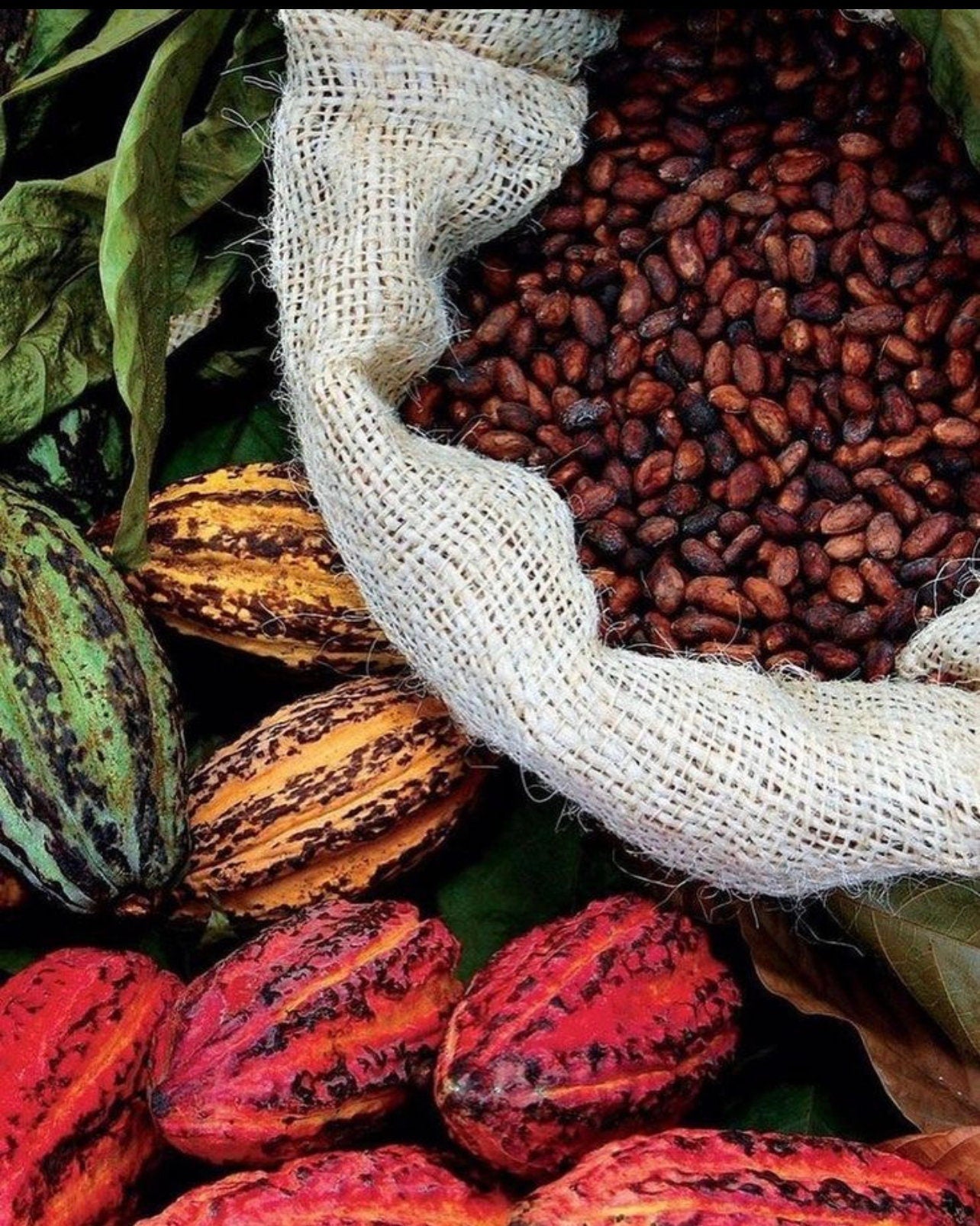 100% ORGANIC DRIED CACAO Beans 1KG (Ghanaian)