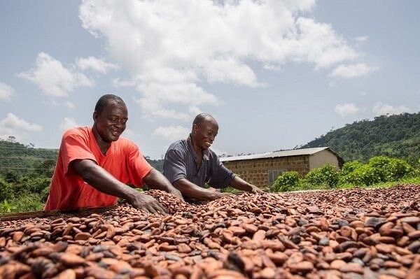 100% ORGANIC DRIED CACAO Beans 1KG (Ghanaian)
