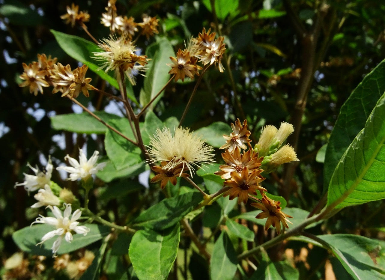 COA Plus Mixture 250ml