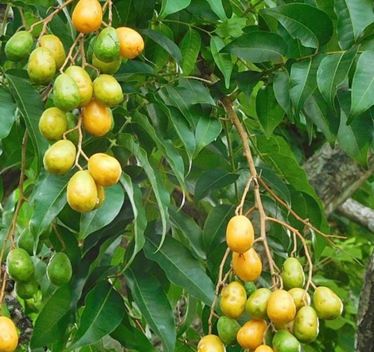 COA Plus Mixture 250ml