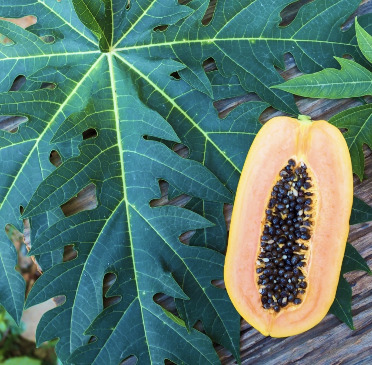 COA Plus Mixture 250ml