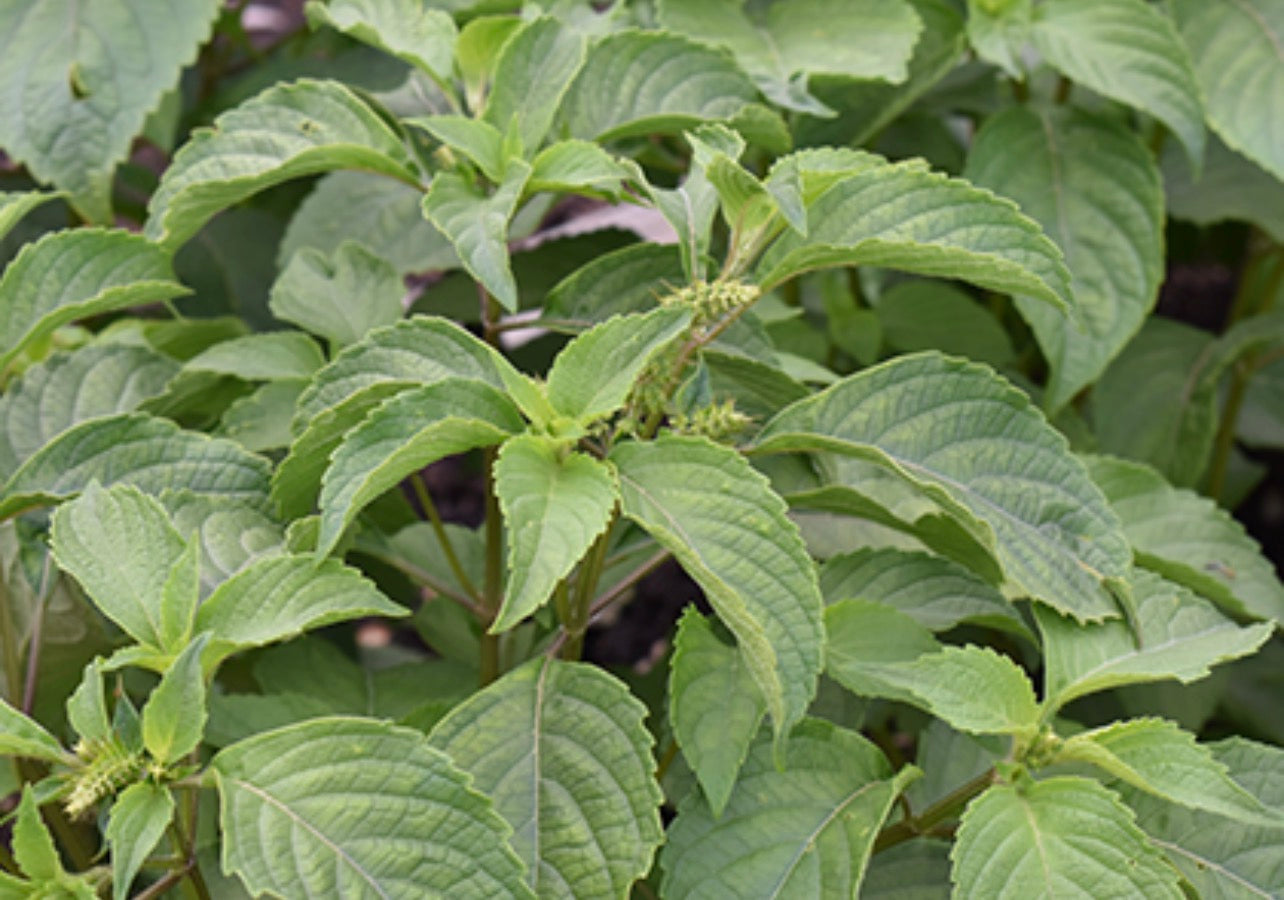 COA Plus Mixture 250ml