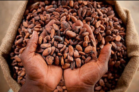 100% ORGANIC DRIED CACAO Beans 1KG (Ghanaian)